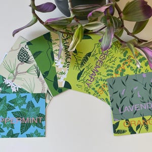 Ensemble de 9 cartes de référence sur les plantes médicinales - Cartes botaniques illustrées pour les herboristes, les jardiniers et les amateurs de plantes