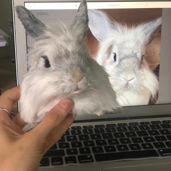 Custom Pet Portrait - Rabbit