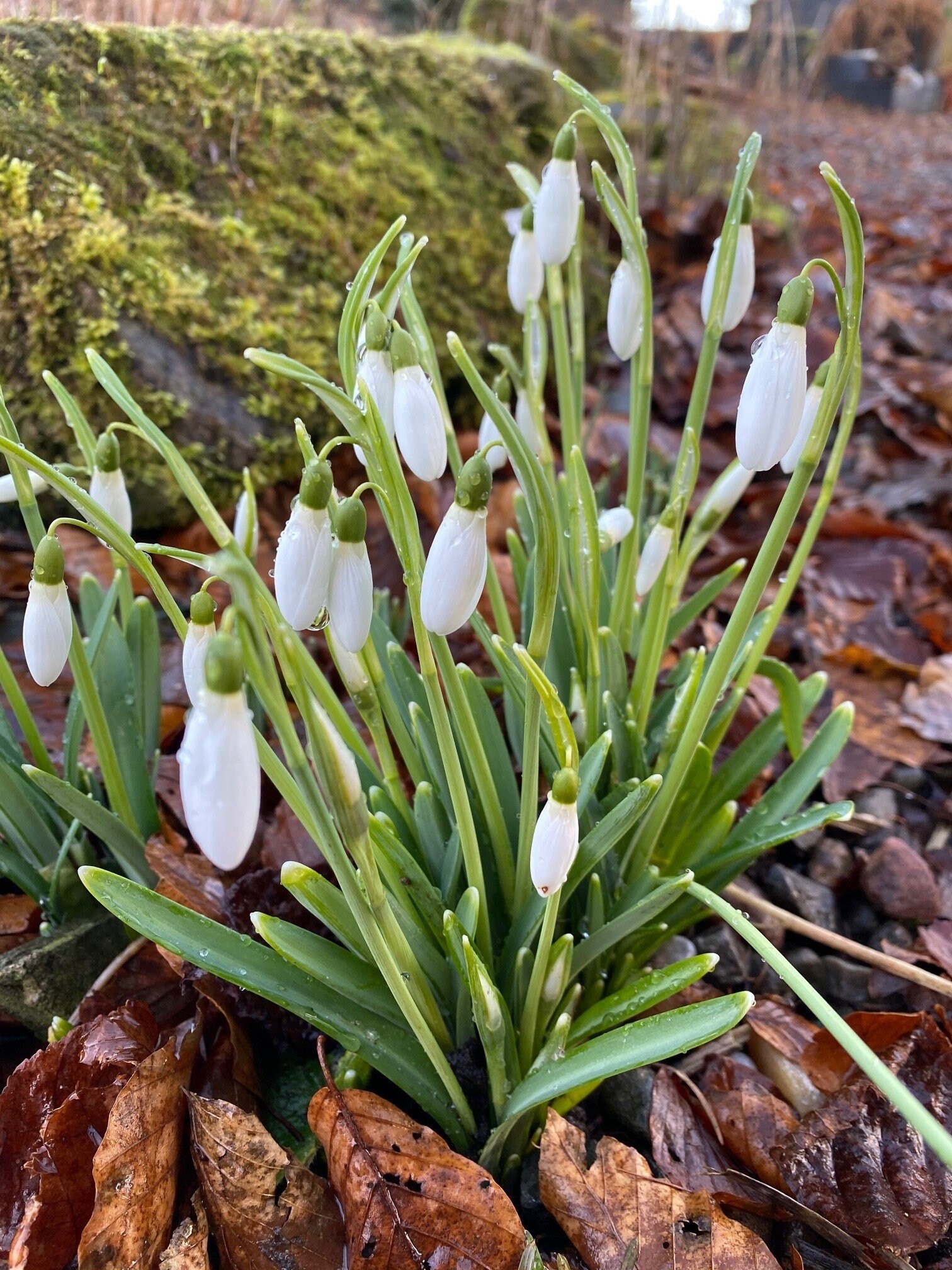 25 Single Snowdrop Galanthus Nivalis Bulbs In The Green Etsy UK