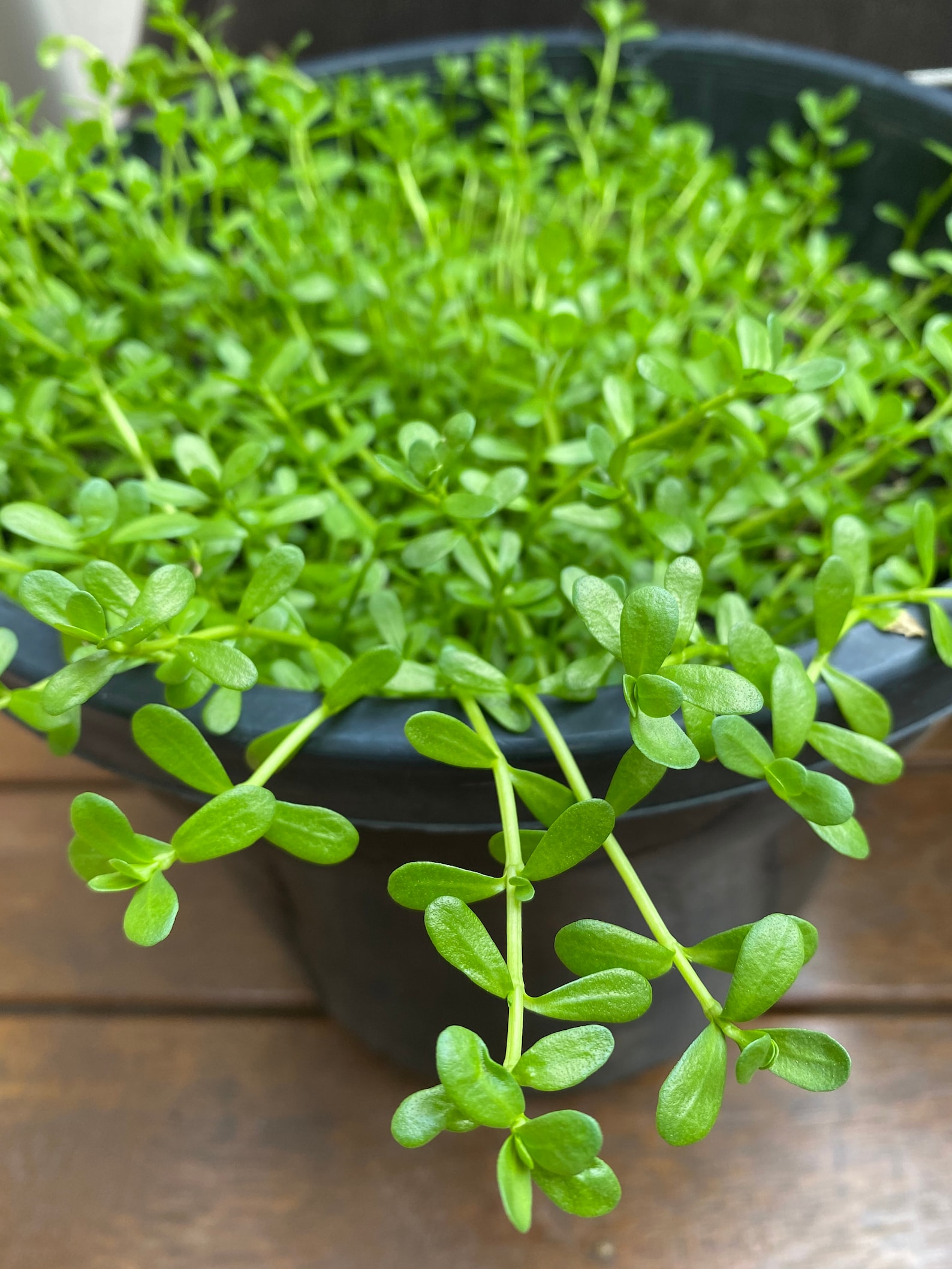 Brahmi plant | Etsy