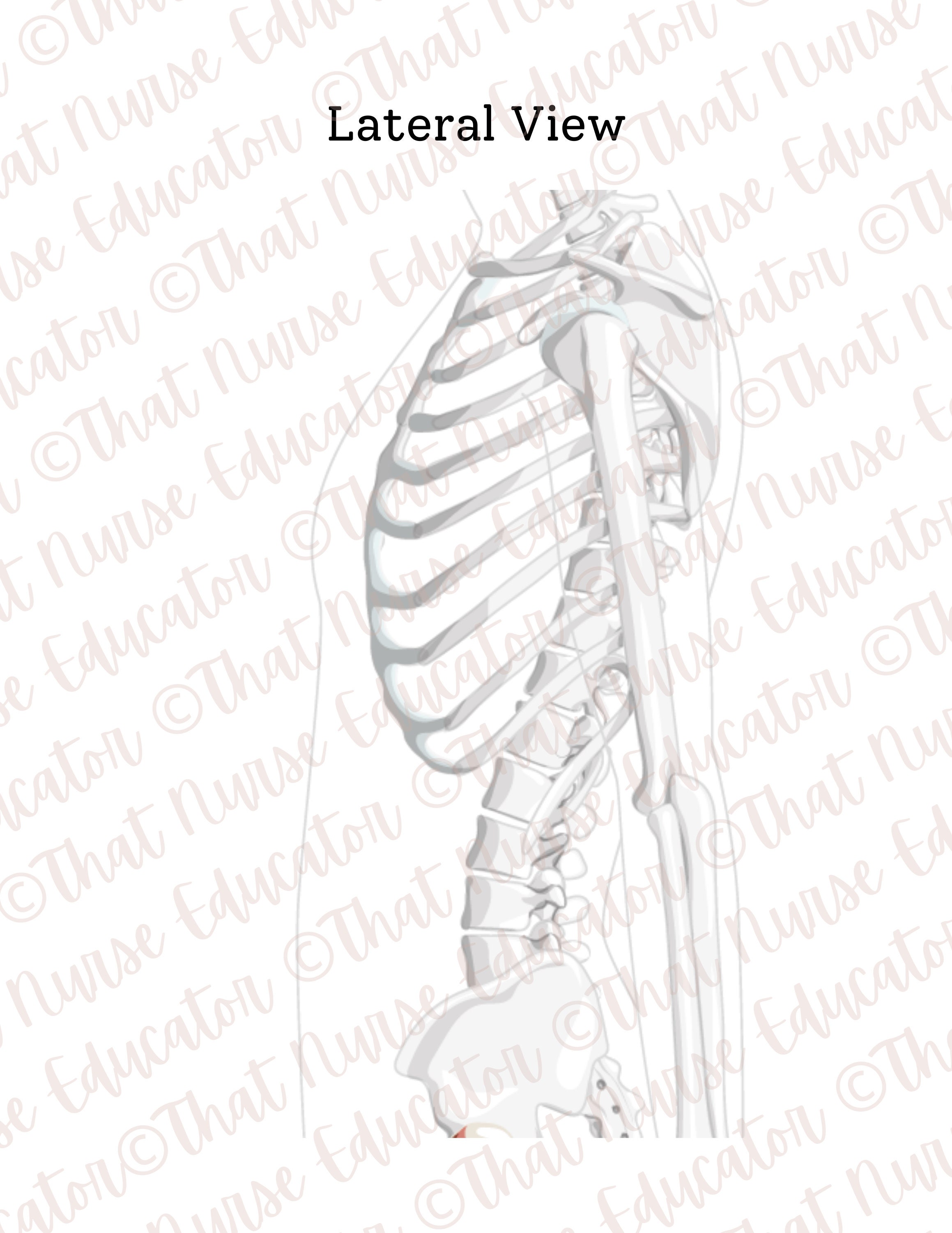 ECG Lead Placement Activity for 12lead 15lead and 5lead Plus Bonus