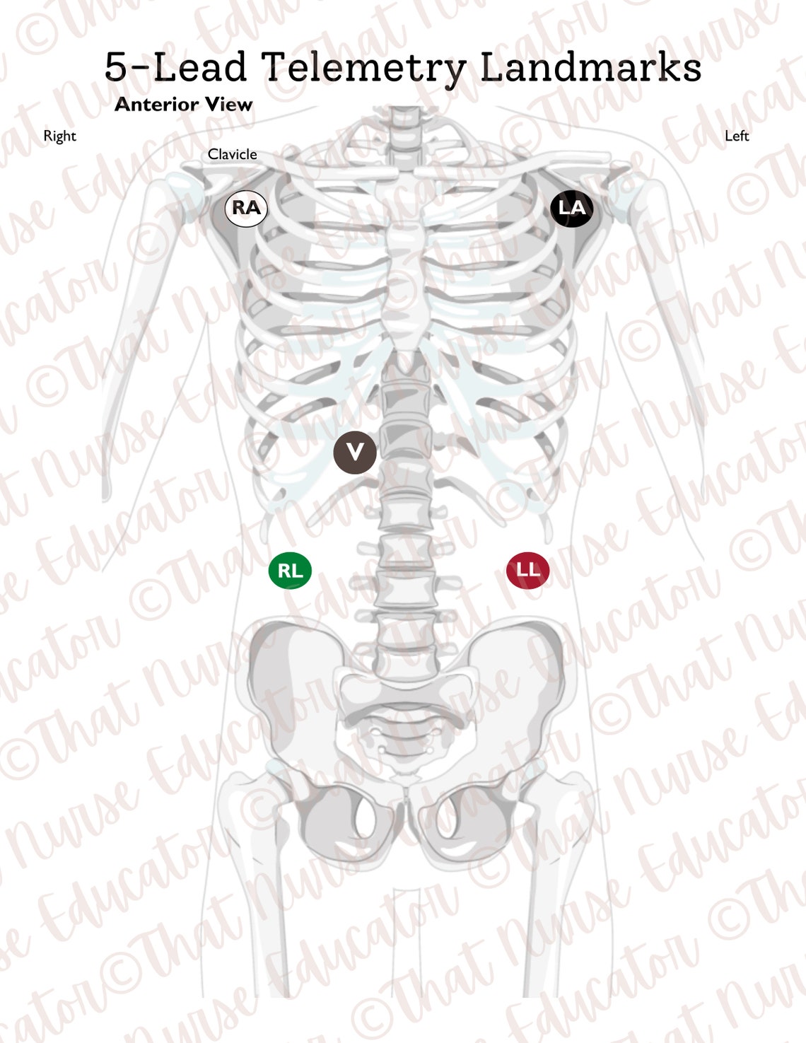 ECG Lead Placement Activity for 12lead 15lead and 5lead Plus Bonus