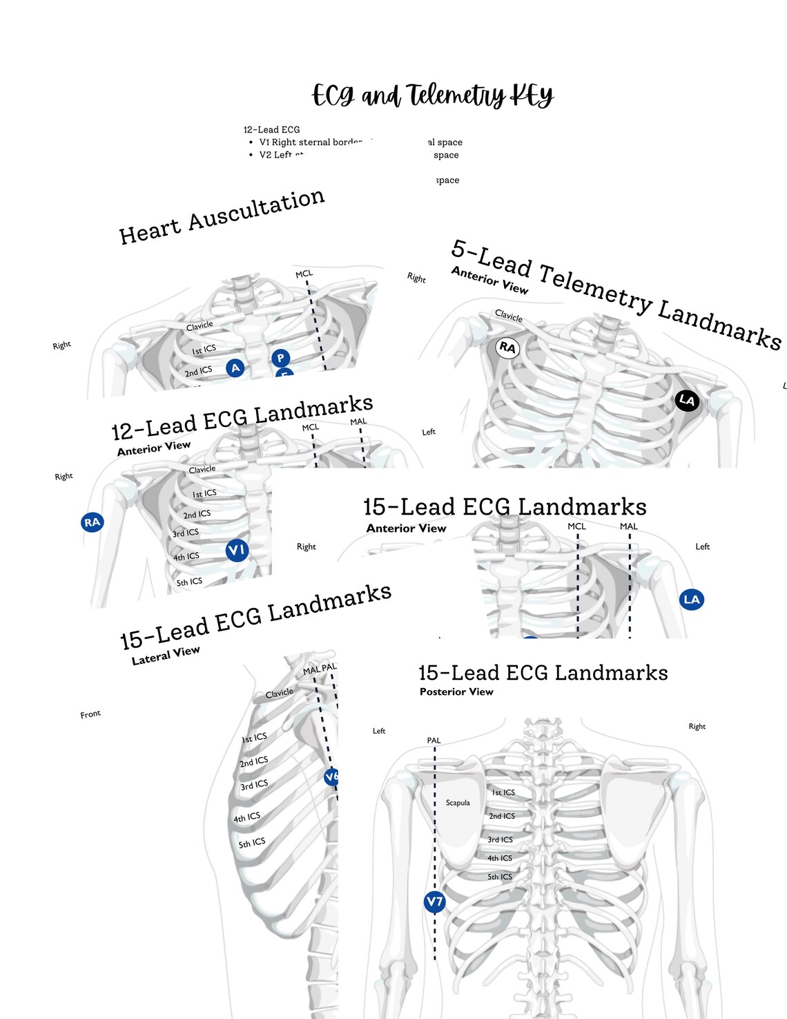 ECG Lead Placement Activity for 12lead 15lead and 5lead Plus Bonus Heart Auscultation