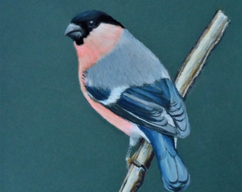 Pastellkreide-Bild: "Gimpel", original, unikat, Größe 30 x 24 cm, Tierzeichnung mit Vogel