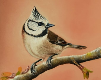 El carbonero crestado pequeño - Pintura al pastel de 24 x 30 cm - Cuadro original de aves