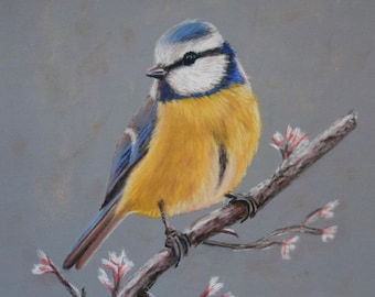 Blue Tit - Pastel painting 24 x 30 cm - Original animal picture bird art