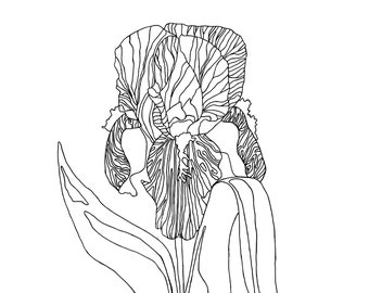 Flower Wall Art Digital Download : Bearded Iris. Click to Download!