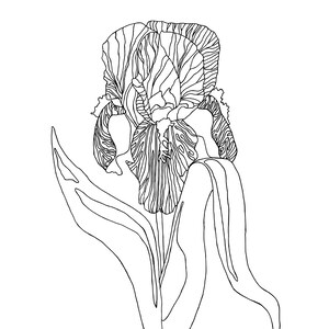 Flower Wall Art Digital Download : Bearded Iris. Click to Download!