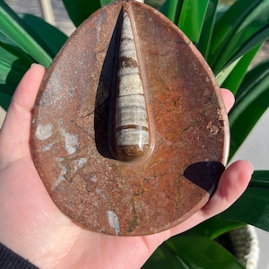 Orthocerus Fossil Bowl // Orthocerus Ring Dish // Orthocerus Smudging Bowl // Carved Fossil Bowl // Fossil Bowl Carving