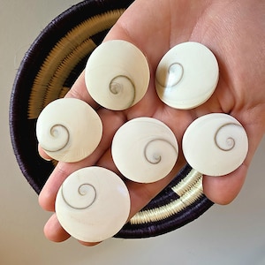 May include: Five circular, off-white Shiva eye shells, each featuring a distinct, natural dark brown spiral pattern on the front surface. These smooth, polished, coin-shaped sea shells are arranged in a cluster, showcasing their unique organic markings.