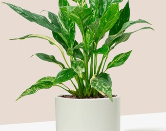 Domino Peace Lily | Spathiphyllum | Evergreen Flowering Plant | Easy Houseplant| Plantgems