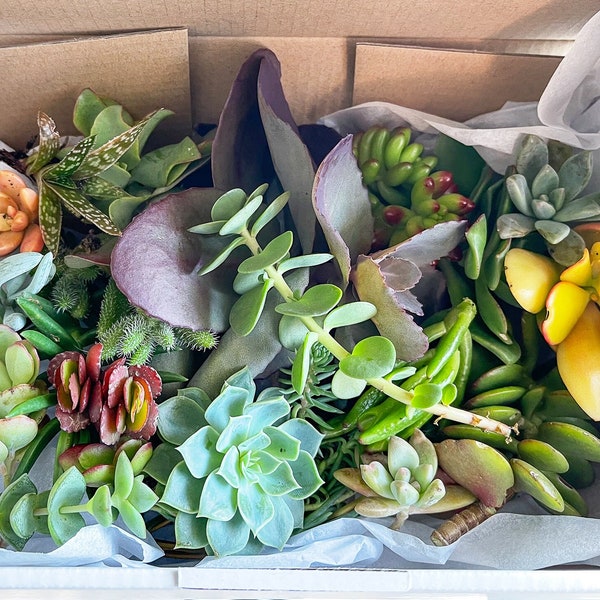 30-50-75-100 Colourful Succulent Cuttings, Clippings, Plants Succulent Gift Box, Mystery Selection – Posting to Vic, NSW, SA, ACT & Qld Only
