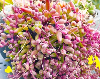 Othonna Capensis 'Ruby Necklace' Succulent Cuttings, Succulent Clippings, Succulent Plants – Posting to Vic, NSW, SA, ACT & Qld Only