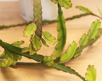 Cutting  Philodendron New Yorker  Variegated and Green  Posting to Vic,  NSW, SA, ACT & Qld Only - Etsy Australia
