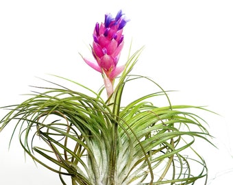 Tillandsia Stricta 'Bak' – Small Air Plant – Posting to Vic, NSW, SA, ACT & Qld Only