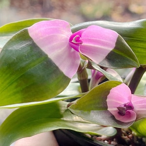 Tradescantia Blushing Bride, Rare Plant Cuttings – Posting to Vic, NSW, SA, ACT & Qld Only