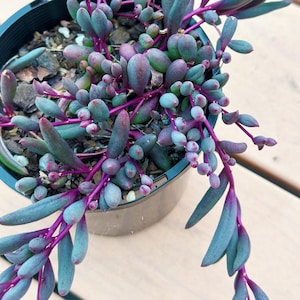 May include: A succulent plant with blue-green leaves and bright pink stems. The plant is potted in a black plastic pot.