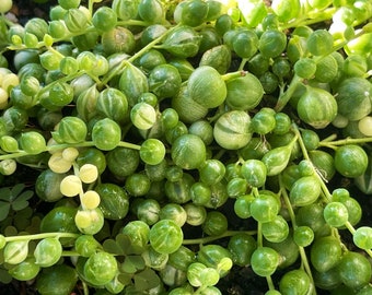 Variegated String of Pearls, Senecio Rowleyanus Variegata Succulent Cuttings, Clippings, Plants – Posting to Vic, NSW, SA, ACT & Qld Only