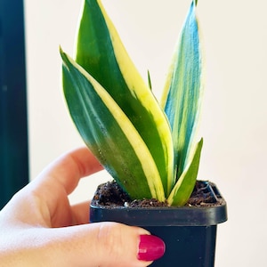 Snake Plant, Mother-in-Law’s Tongue, Sansevieria Hahnii - Small Rooted Plant