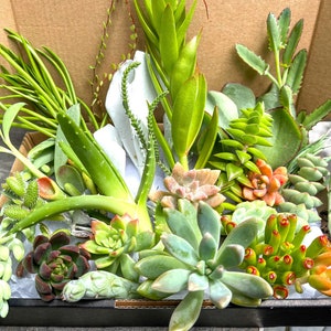 May include: A selection of succulents in a cardboard box. The succulents are green, red, and orange. The box is lined with white paper.