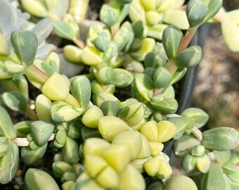 Variegated Ice Plant, Corpuscularia Lehmannii Variegata Succulent Cuttings, Clippings, Plants – Posting to Vic, NSW, SA, ACT & Qld Only