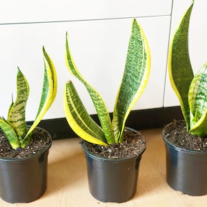 Sansevieria Superba – Snake Plant, Mother-in-Law’s Tongue – 12cm Potted Plant