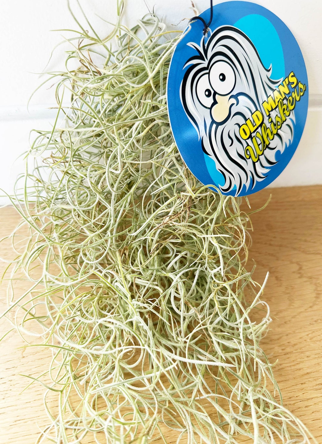Spanish Moss, Old Man's Beard, Old Man's Whiskers - Air Plant - Posting ...