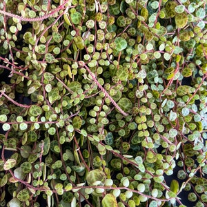 String of Turtles, Jade Necklace Peperomia Prostrata Cuttings, Succulent Clippings, Plants – Posting to Vic, NSW, SA, ACT & Qld Only