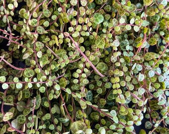 String of Turtles, Jade Necklace Peperomia Prostrata Cuttings, Succulent Clippings, Plants – Posting to Vic, NSW, SA, ACT & Qld Only