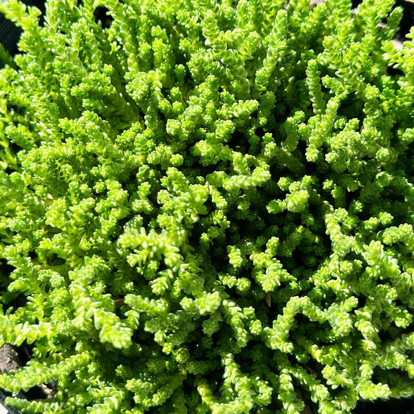 Sedum Acre Green Stonecrop Succulent Cuttings, Succulent Clippings, Succulent Plants – Posting to Vic, NSW, SA, ACT & Qld Only