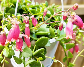 Kalanchoe Uniflora Succulent Cuttings, Clippings, Plants – Posting to Vic, NSW, SA, ACT & Qld Only