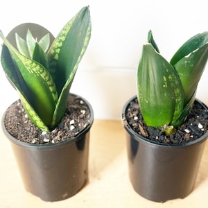Sansevieria &#39;Whitney&#39; Hahnii – Snake Plant, Mother-in-Law’s Tongue - 10cm Potted Plant