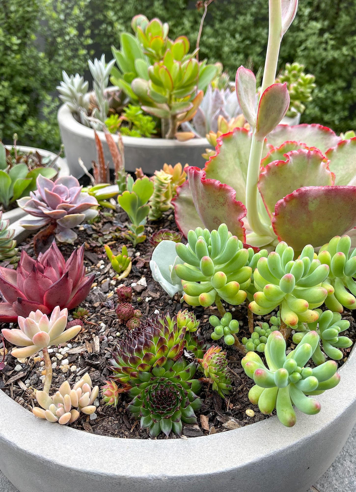 Colourful Succulent Cuttings Succulent Clippings Plants Etsy Australia