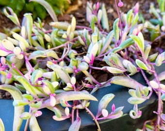 Rare Othonna Capensis 'Opal Necklace' Variegated Ruby Necklace, Succulent Cuttings, Clippings – Posting to Vic, NSW, SA, ACT & Qld Only