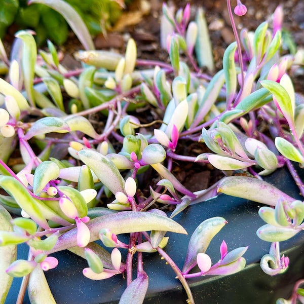 Rare Othonna Capensis 'Opal Necklace' Variegated Ruby Necklace, Succulent Cuttings, Clippings – Posting to Vic, NSW, SA, ACT & Qld Only