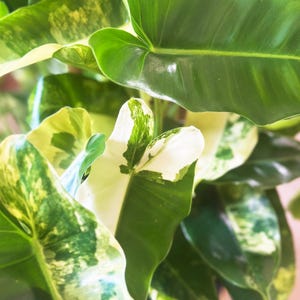 Cutting  Philodendron New Yorker  Variegated and Green  Posting to Vic,  NSW, SA, ACT & Qld Only - Etsy Australia