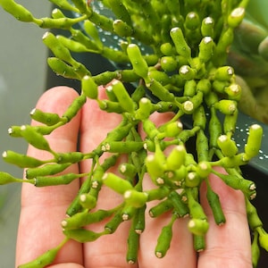 May include: A close-up of a green succulent plant with many small, thin stems and white flowers. The plant is held in a hand.