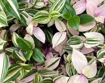 Tradescantia Tricolor Spiderwort Plant Cuttings – Posting to Vic, NSW, SA, ACT & Qld Only