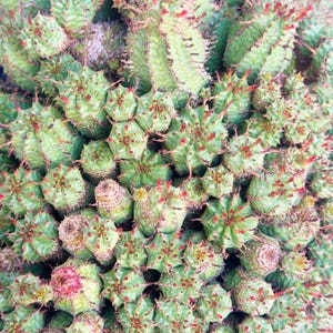 May include: Detailed view of a succulent plant with green, spiky stems and tiny red details. The plant has a dense, textured appearance, with many small, star-shaped formations. The color scheme is green with red highlights, creating a visually interesting pattern.