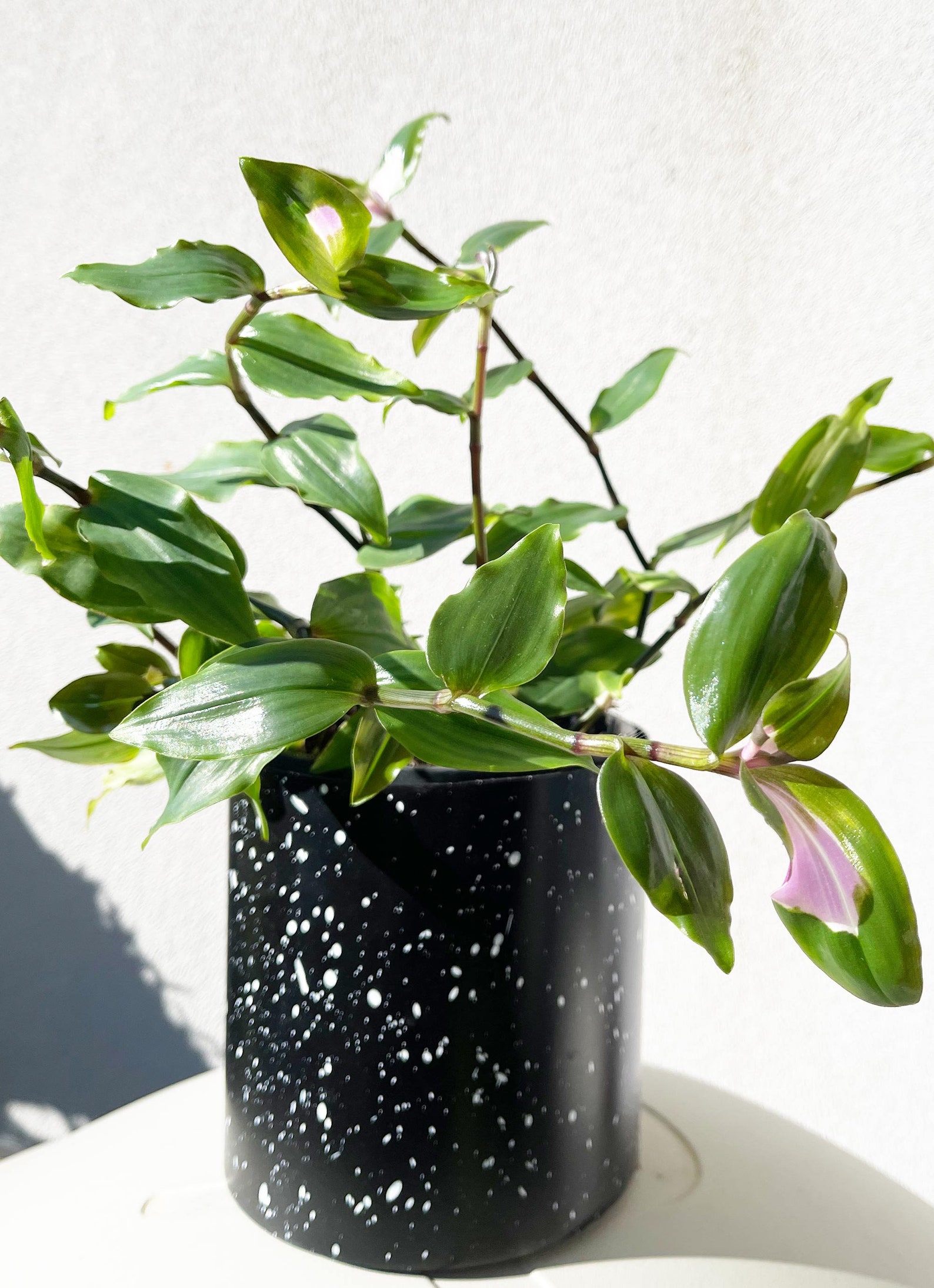Tradescantia Blushing Bride Rare Plant Cuttings Envío a Etsy México