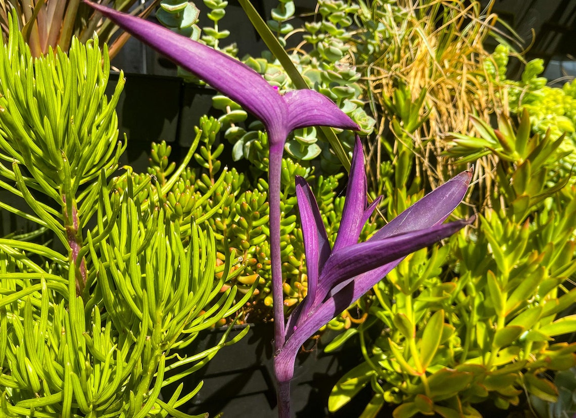Tradescantia Pallida 'purpurea' (purple Heart) - Plant Cuttings ...