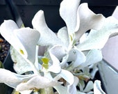Cotyledon Silver Waves Succulent Cuttings, Succulent Clippings, Succulent Plants Posting to Vic, NSW, SA, ACT Qld Only