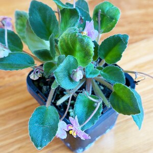 May include: A potted African violet plant with green, velvety leaves and small, light purple flowers with yellow centres. The plant is in a square black plastic pot, set against a wooden surface.