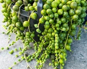 String of Pearls, Senecio Rowleyanus Succulent Cuttings, Succulent Clippings, Succulent Plants