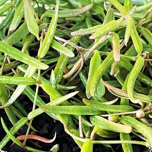May include: A close-up of a green succulent plant with long, thin leaves. The plant is growing in a pot and the leaves are arranged in a random pattern.