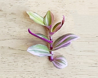 Tradescantia Nanouk, Rare Plant Cuttings – Posting to Vic, NSW, SA, ACT & Qld Only