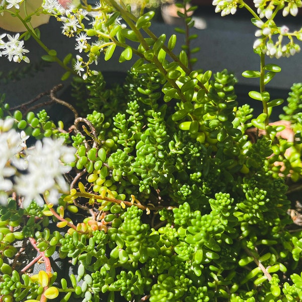 Sedum Album, White Stonecrop Ground Cover Succulent Cuttings, Succulent Clippings, Plants – Posting to Vic, NSW, SA, ACT & Qld Only