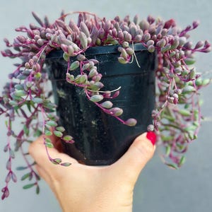 Ruby Necklace, Othonna Capensis – 12cm Potted Plant – Posting to Vic, NSW, Sa, ACT & Qld Only
