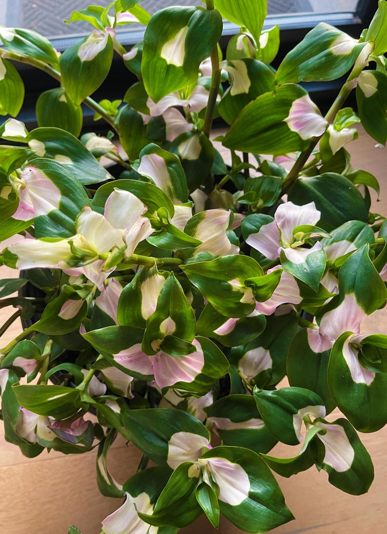 Tradescantia Blushing Bride Rare Plant Cuttings Posting to Etsy Australia