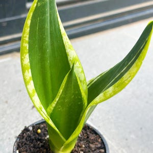 Sansevieria Superba &#39;Black Gold&#39; - Snake Plant, Mother-in-Law’s Tongue - 10cm Potted Plant